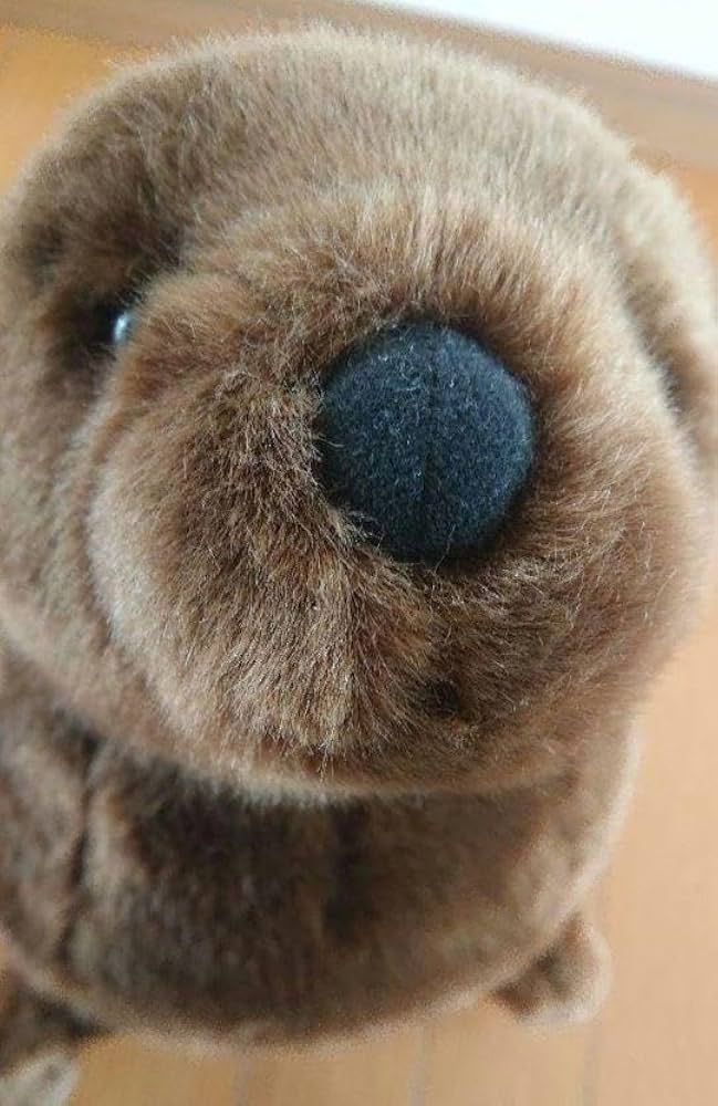 仙台 うみの杜水族館 アシカ ぬいぐるみ Amazon.co.jp: 仙台 うみの杜水族館 アシカ ぬいぐるみ : おもちゃ